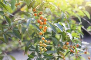 orangefarbene giftige Frucht der Himmelsblume, goldener Tautropfen, Taubenbeere oder Duranta mit Sonnenlicht im Garten auf Naturhintergrund. foto