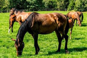 Herde von Elite-Pferden weidet auf dem Rasen in der Nähe des Waldes foto