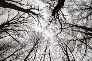 kahle Kronen und klobige Äste riesiger Eichen, die am hellgrauen Himmel wachsen foto