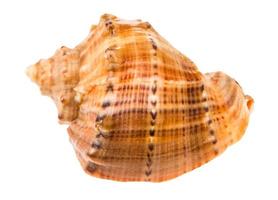 Shell von Rapana isoliert auf weiss foto