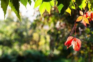 bunte Blätter mit Copyspace im Herbst foto