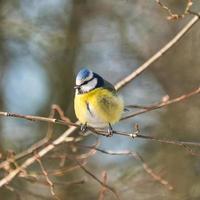 Blaumeise im Winter auf einem Baum foto