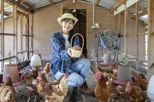 Die asiatische Bäuerin sammelt Bio-Eier aus dem Hühnerstall, der Freilandtechnik verwendet foto