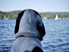 Hund, der das Wasser beobachtet foto