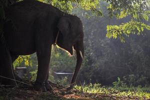 Asiatischer Elefant in Surin, Thailand foto