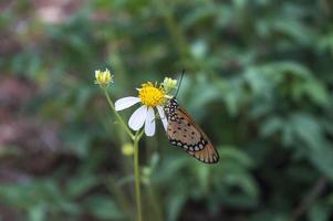 Der Schmetterling Acraea terpsicore thront auf einer Blume bidens pilosa foto