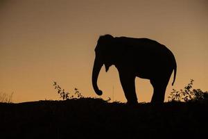 Asien-Elefant im Wald bei Sonnenuntergang foto