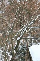 Schneefall im Winterpark foto
