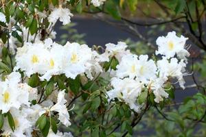 Rhododendron persil - weiß blühender Strauch foto