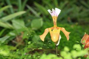 schöne gelbe Orchidee foto