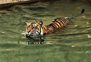 eine Nahaufnahme eines Tigers foto