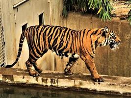 eine Nahaufnahme eines Tigers foto