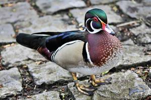 ein Blick auf eine Carolina-Ente foto