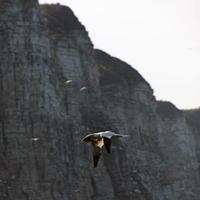 ein blick auf einen tölpel an den bempton cliffs foto