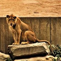 eine Nahaufnahme eines afrikanischen Löwen foto