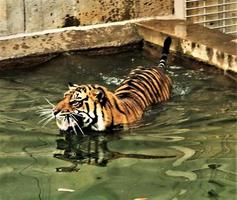 eine Nahaufnahme eines Tigers foto