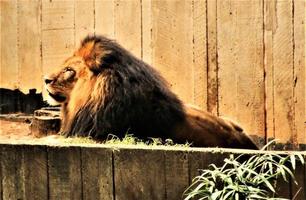eine Nahaufnahme eines afrikanischen Löwen foto
