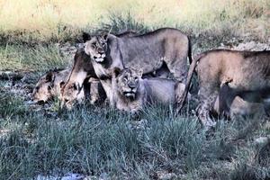 ein blick auf einen löwen in kenia foto