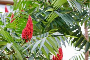 Blühender Sumachote-Essigbaum, schöne rote Samtkegelblume. foto