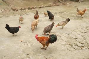 Huhn auf Scheunenhof. geflügelzuchtkonzept foto