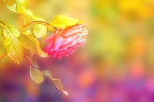 Blumenhintergrund mit roter Rose im gelben Licht foto