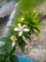 Orangenblüte, Tapete, Schönheit der Natur foto