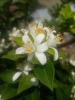 Orangenblüte, Tapete, Schönheit der Natur foto