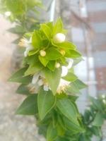 Orangenblüte, Tapete, Schönheit der Natur foto