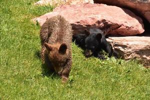 süße schwarze Bärenjungen, die zusammen im Gras spielen foto