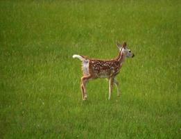 Gefleckter Hirsch, der durch hohes Gras auf einem Feld läuft foto