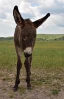 sehr süßes bettelndes Burro-Fohlen in South Dakota foto