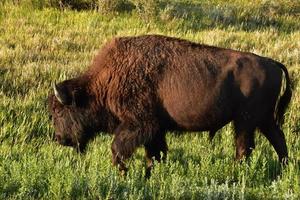 Bison auf einer Wiese in den frühen Morgenstunden foto