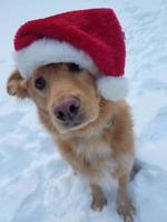 Weihnachtswelpe mit einem roten Hut, der im Schnee sitzt foto