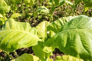 tabakfeldplantage unter blauem himmel mit großen grünen blättern foto