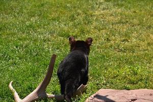 Baby Black Bear Cub Walkign entfernt im Gras foto