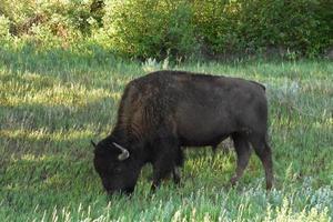 Amerikanischer Bison, der im Schatten eines Baumes weidet foto