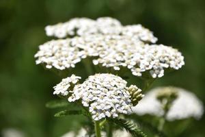 Farnblatt weiß blühende Schafgarbe in voller Blüte foto