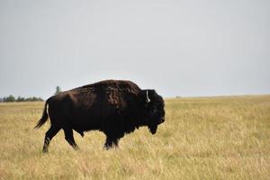 Amerikanischer Büffel zu Fuß durch eine große Wiese foto