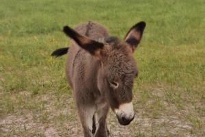 Baby-Bettelburro mit Grau- und Brauntönen foto