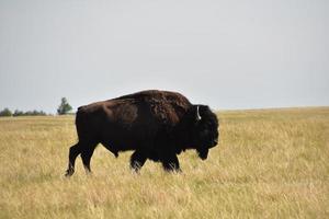 Sommertag auf den Ebenen mit einem amerikanischen Büffel foto