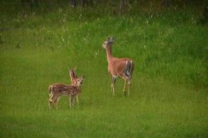 Wiese mit Rehmutter und ihren beiden Kitzen foto