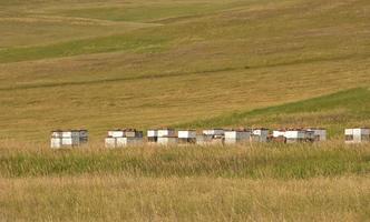 Bienenstöcke, die in einem landwirtschaftlichen Heufeld gestapelt sind foto