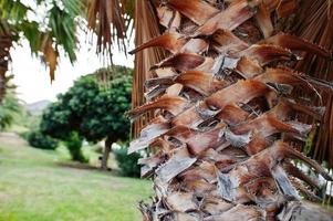 Nahaufnahme von Palmenrinde, schöner tropischer Hintergrund. foto