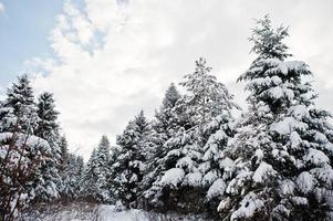 schneebedeckte kiefern. wunderschöne Winterlandschaften. Frost Natur. foto