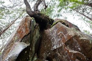 Dovbush-Felsen im grünen Wald in den Karpaten. foto