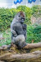 Porträt eines Westlichen Flachlandgorillas im Loro Parque, Teneriffa, foto