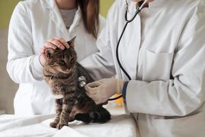 Veterinärteam zur Behandlung kranker Katzen, Pflege des Tiergesundheitskonzepts, Tierklinik foto