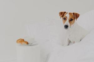 guten morgen, frühstück, tiere, erweckungskonzept. süßer reinrassiger jack russel terrier hund bleibt in bequemem bett, teller mit kaffee und croissant in der nähe genießt gemütlichkeit sitzt bequem auf bettwäsche foto