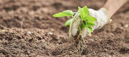 eine hand in einem gartenhandschuh pflanzt erdbeerstrauch. Foto mit Kopierbereich.