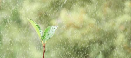 Frühlingspflanze wächst im Regen aus dem Boden, auf grünem Hintergrund in Unschärfe. neues Lebenskonzept. foto